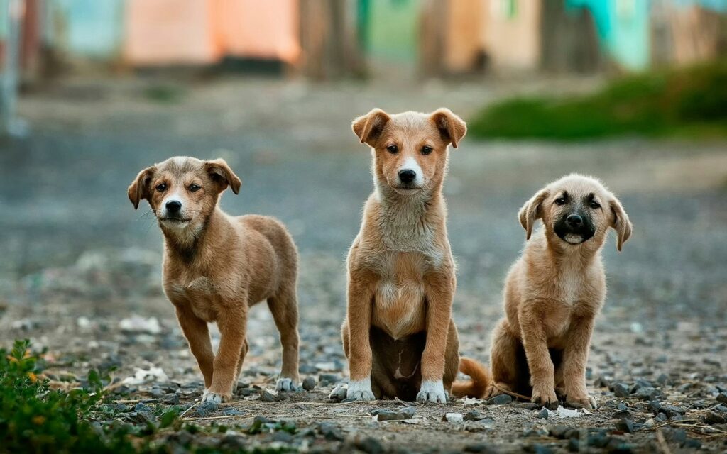 darmflora hond herstellen darmflora hond herstellen